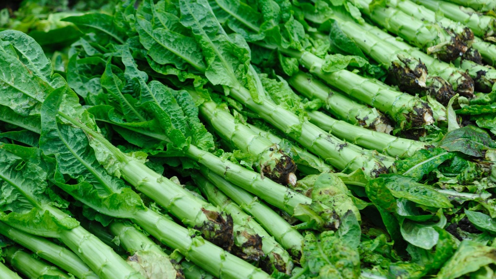 Stem Lettuce placed in piles covering an area appearing to have long stems and lush green leaves, still with soil caked at the ends