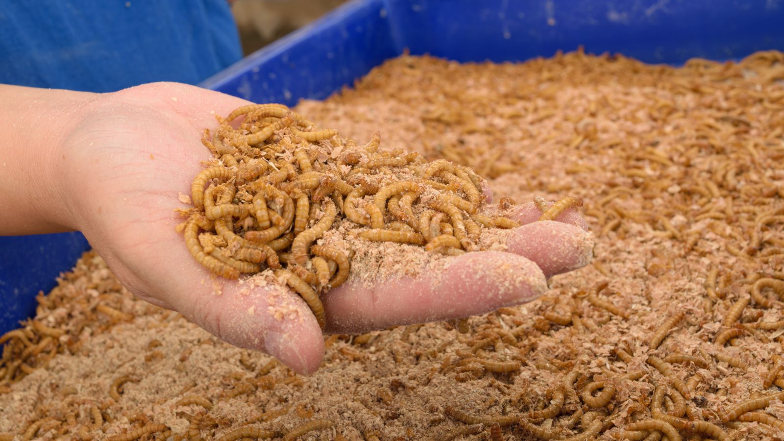 A pile of Tenebrio molitor with a person holding them in bare hand appearing to have dusty material used as substrate