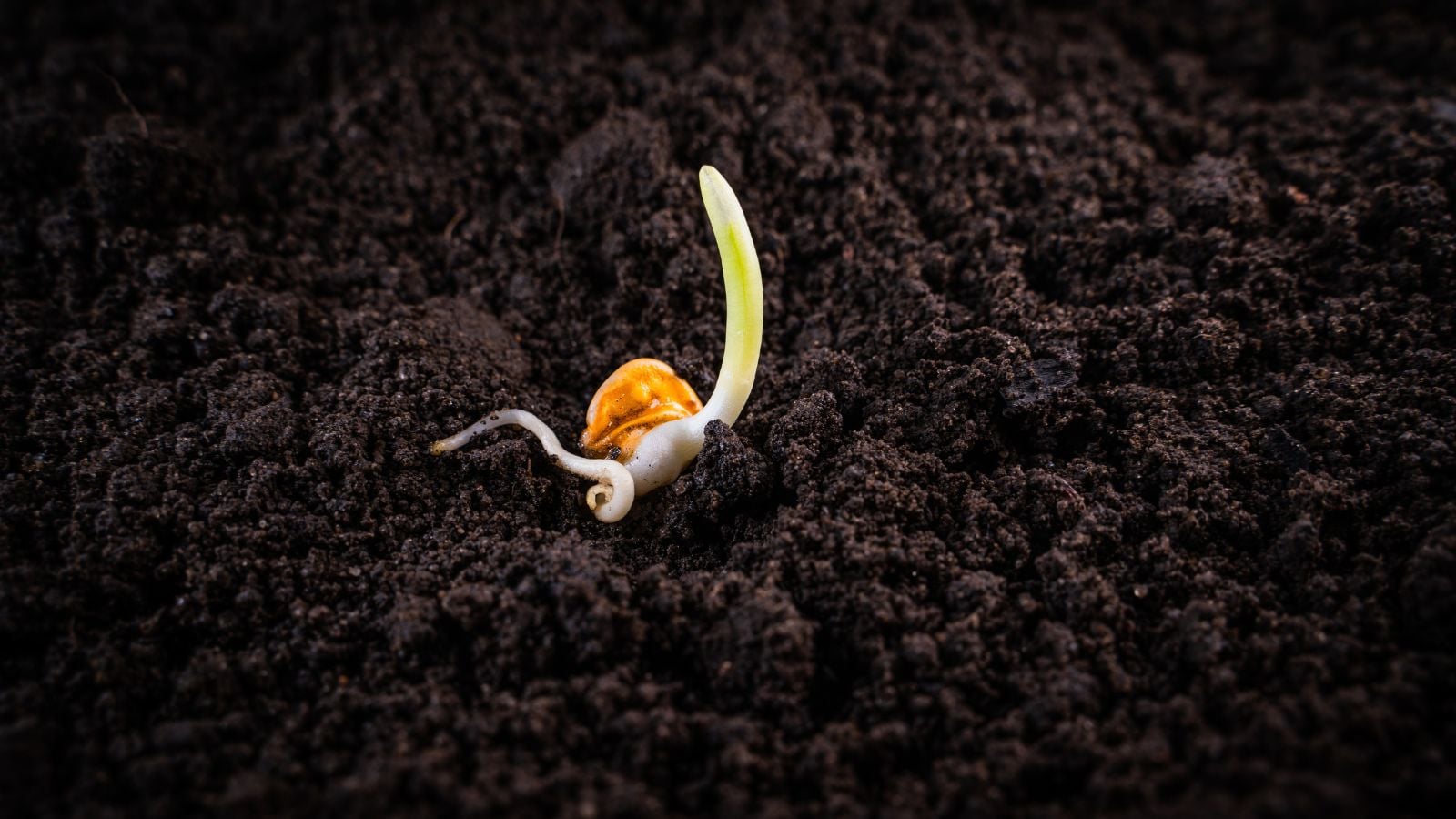 A close-up and macro shot of a germinating seed placed on rich dark soil