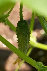 Growing Cucumbers: The Ultimate Growing Guide- Epic Gardening
