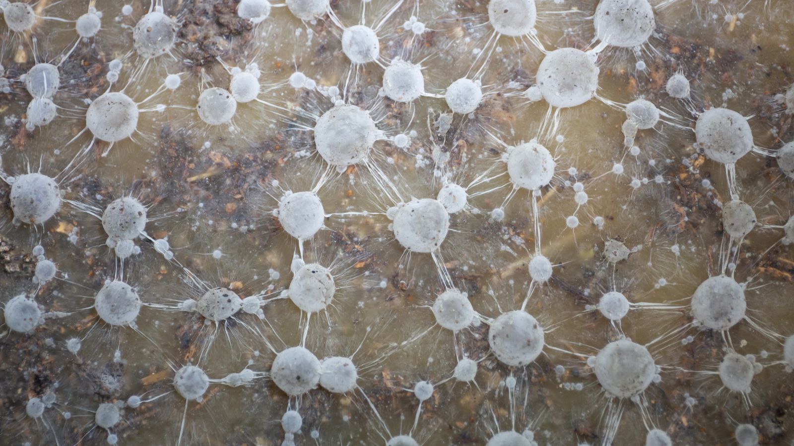 A close-up and microscopic shot of a fungal mycelium having a symbiotic relationship with a plant