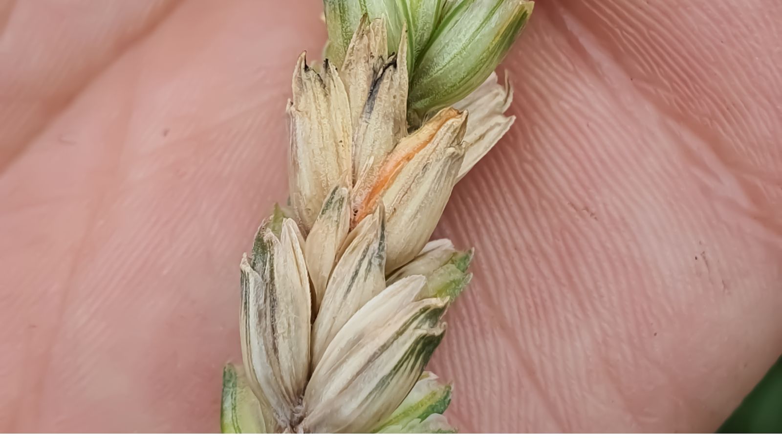 A close-up shot of a person's hand holding a disease ridden plant