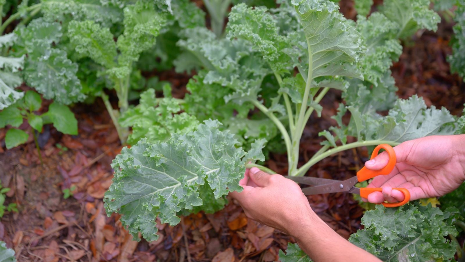 A close-up shot of a person's hand using scissors to prune and collect leaves of a crop