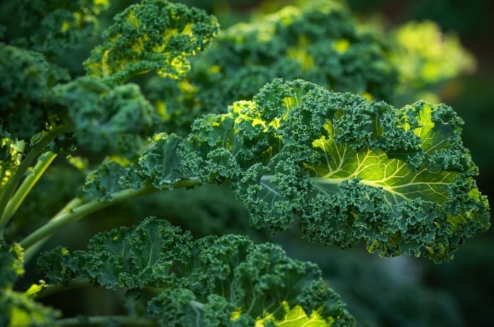 A close-up shot of a ruffled, curly leaf of a crop, showcasing a growing kale
