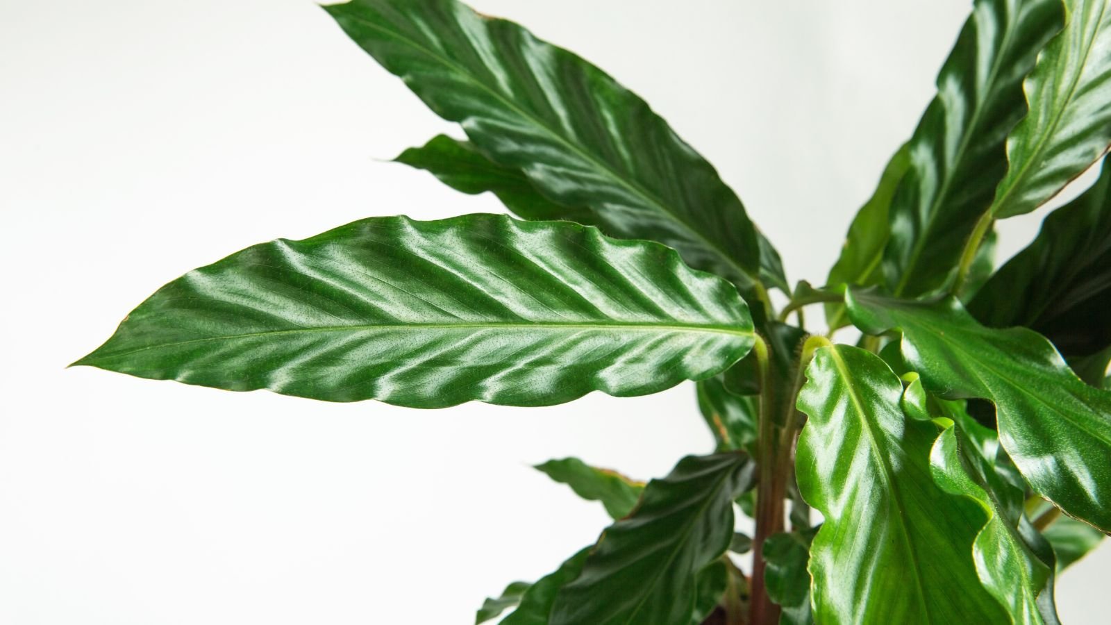 A lovely Calathea rufibarba plant with ruffled leaves having a gorgeous deep green color