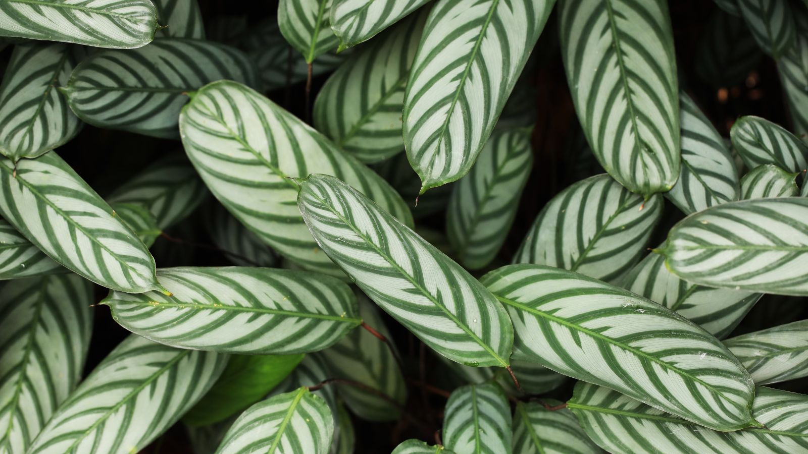 A layer of countless Calathea setosa leaves having white and green stripes placed somewhere with sunlight