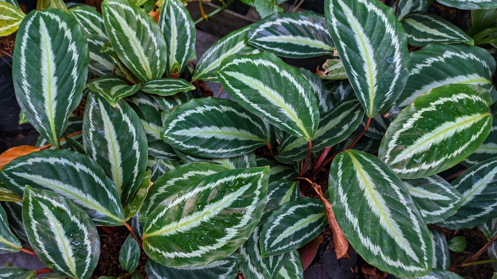 A thick layer of Calathea veitchiana leaves having lovely white stripes and deep green hues