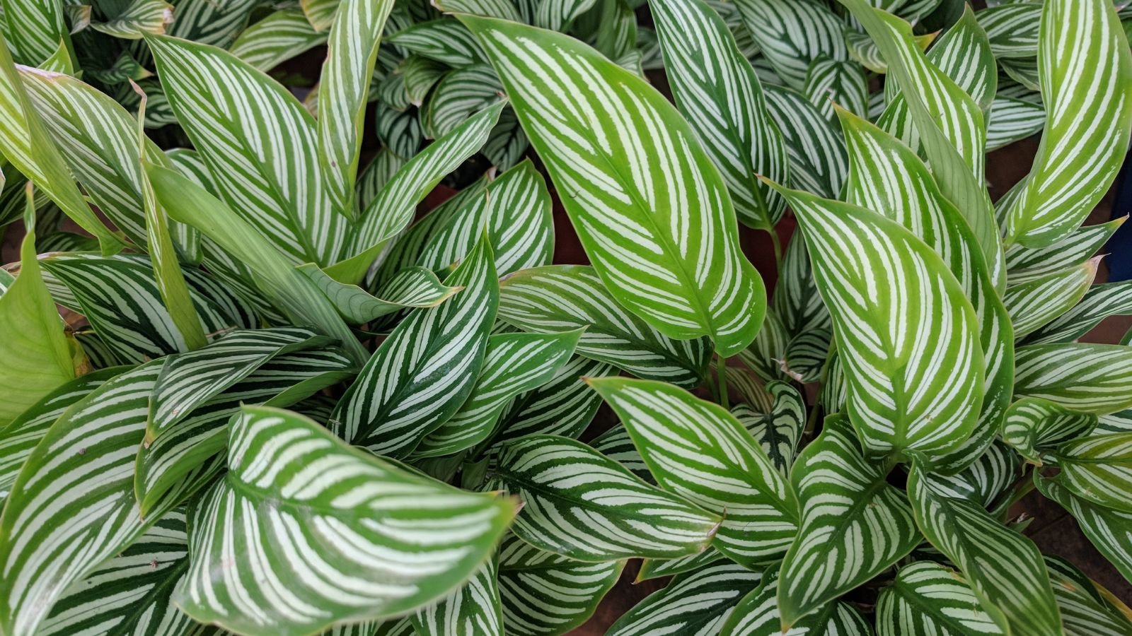 An area with multiple Calathea vittata plants forming a layer od thick leaves with white stripes