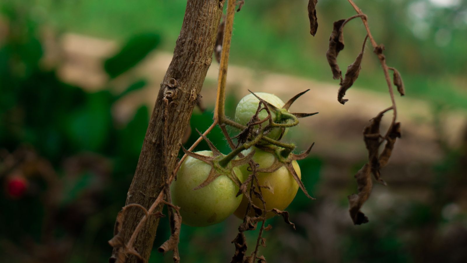 A close-up shot of a tomato crop featuring severely wilted leaves and stems caused by a disease
