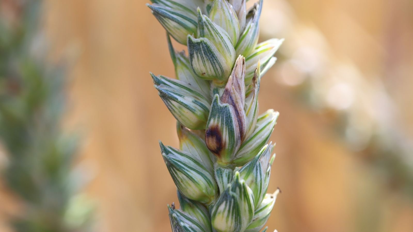 A close-up shot of a grain plant with head crabs, caused by a fungal disease, all situated in a well lit area