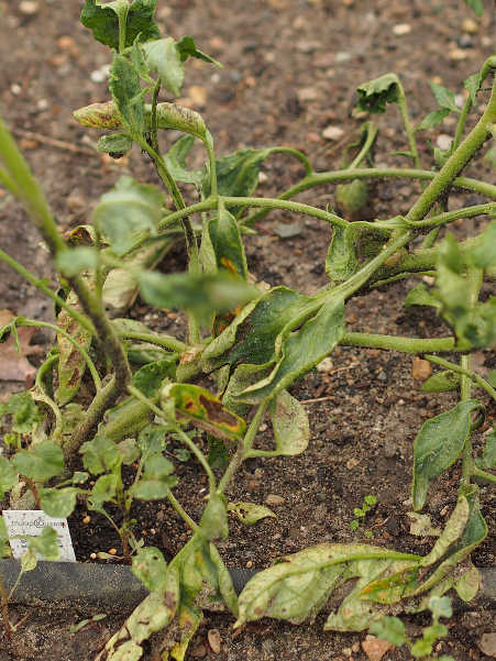 Fusarium wilt in tomatoes