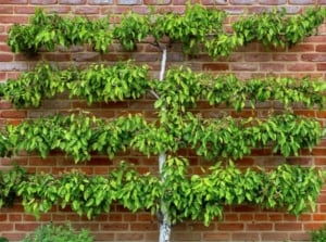 One of many espalier fruit trees appearing healthy with lush green leaves against a red brick wall with supports on each end