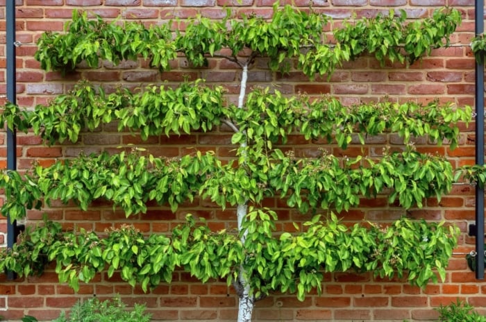One of many espalier fruit trees appearing healthy with lush green leaves against a red brick wall with supports on each end