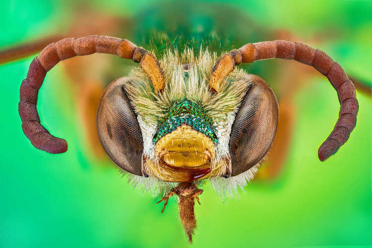 Agapostemon splendens head