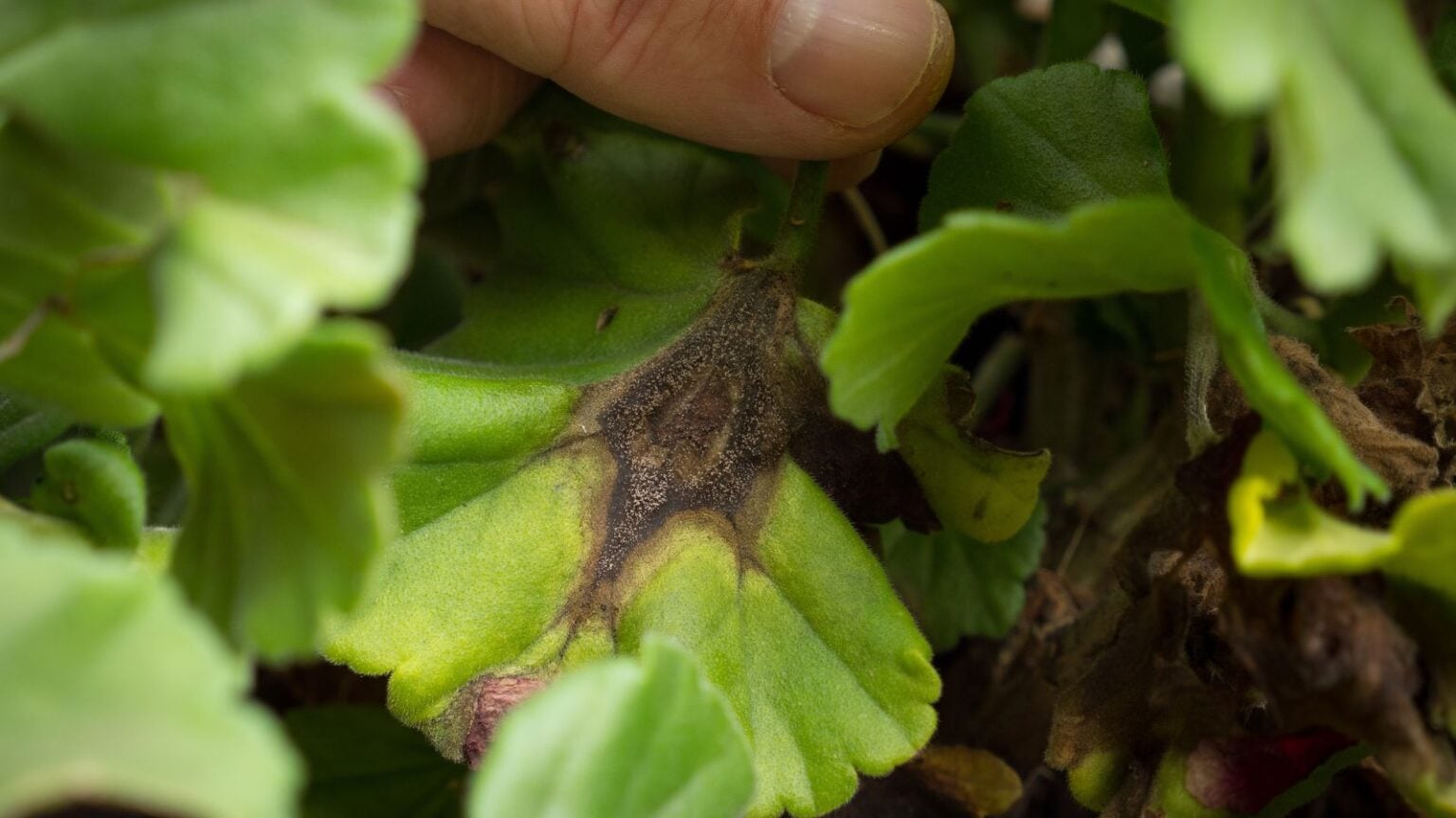 How to Identify and Control Blight On Plants
