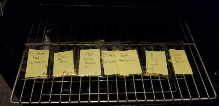 Seeds in plastic bags in NewAir beverage cooler