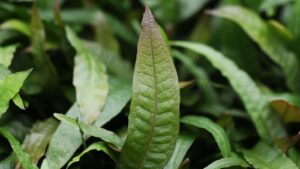 How to Plant, Grow, and Care for Java Fern