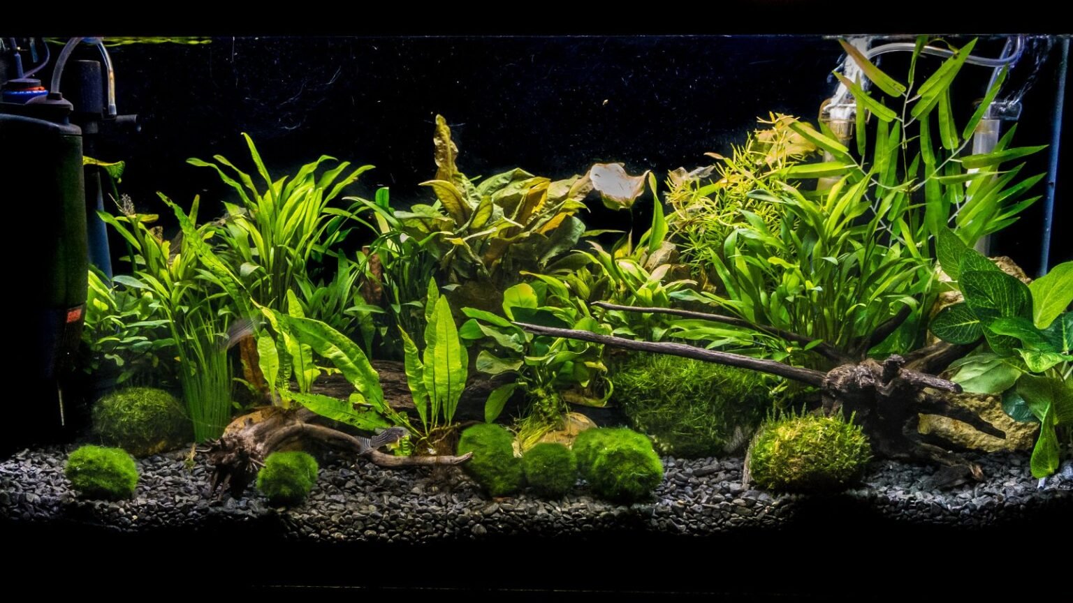 How to Plant, Grow, and Care for Java Fern