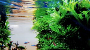How to Plant, Grow, and Care for Java Fern