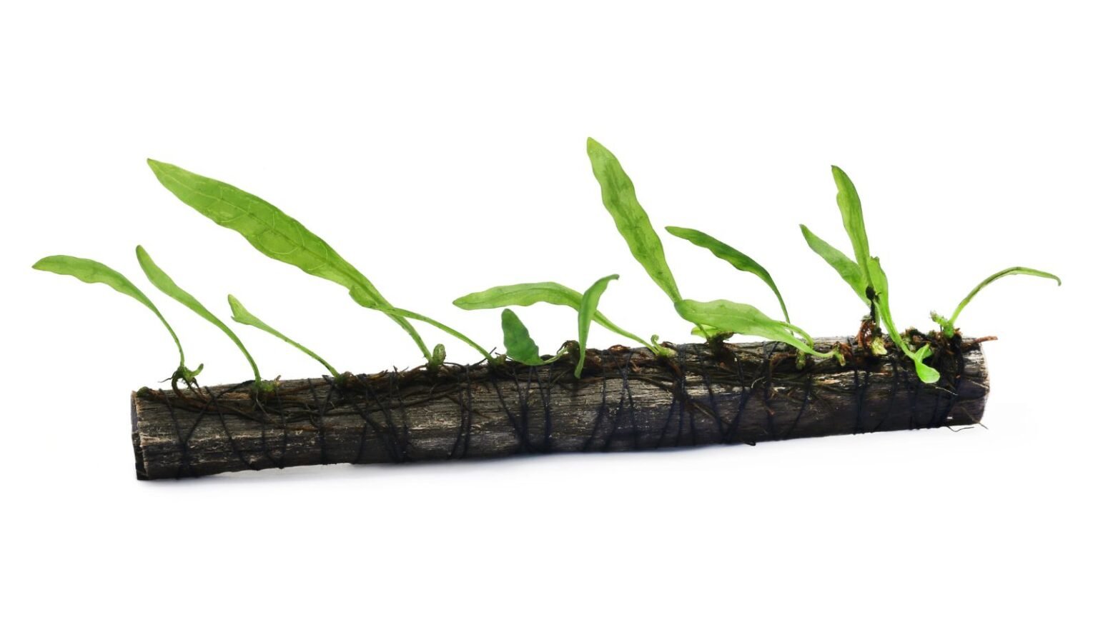 How to Plant, Grow, and Care for Java Fern