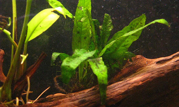 Java fern on driftwood