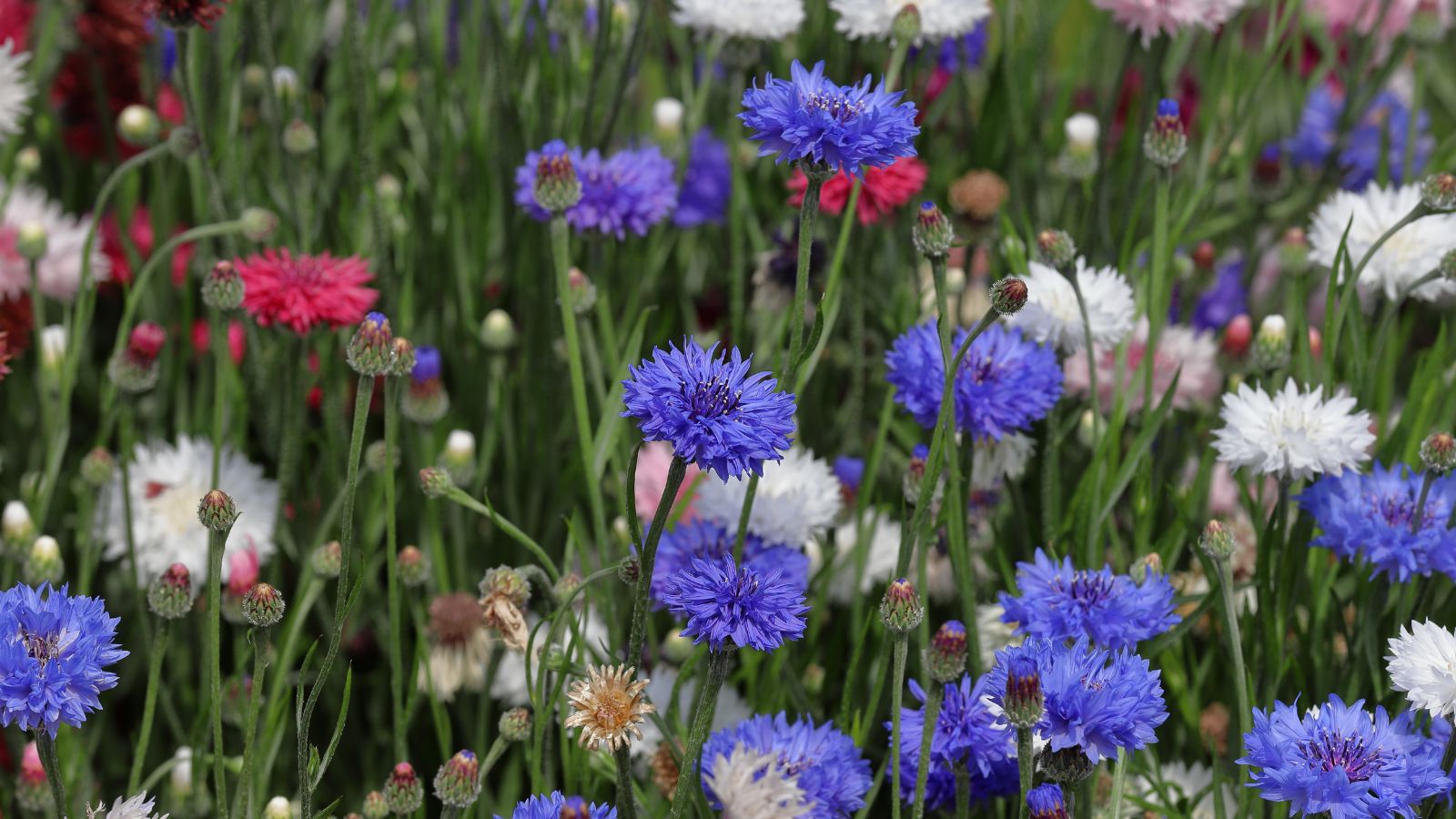 A close-up shot of a field of multi-colored bachelor buttons