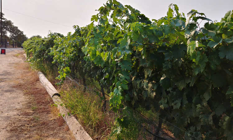 Vines protected with bird netting