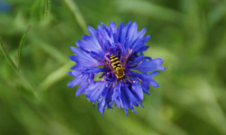 bee on bachelor button