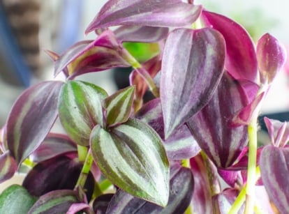 A close-up shot of a composition of leaves, showcasing the effects of the wandering jew plant on cats