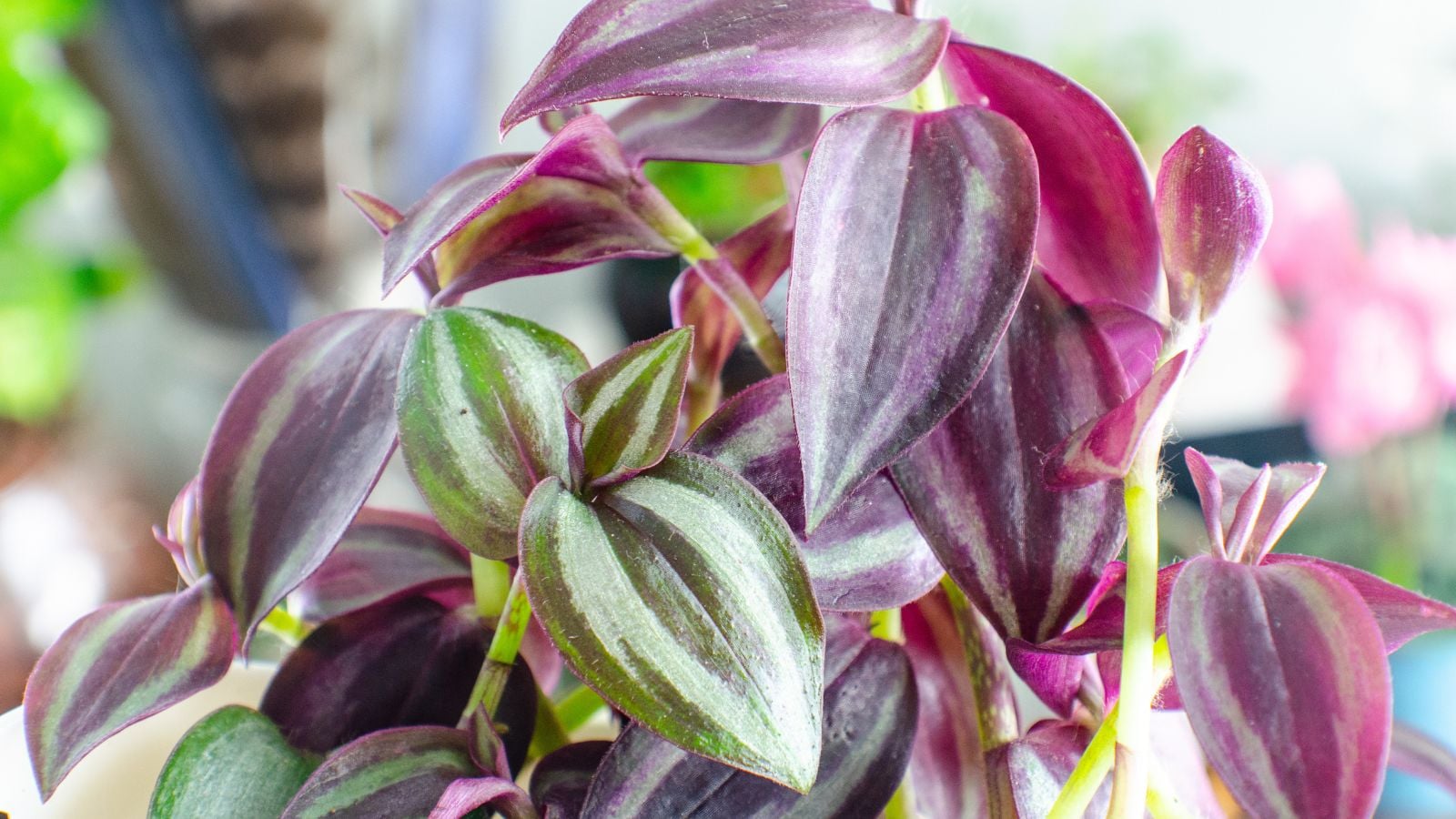 A close-up shot of a composition of leaves, showcasing the effects of the wandering jew plant on cats