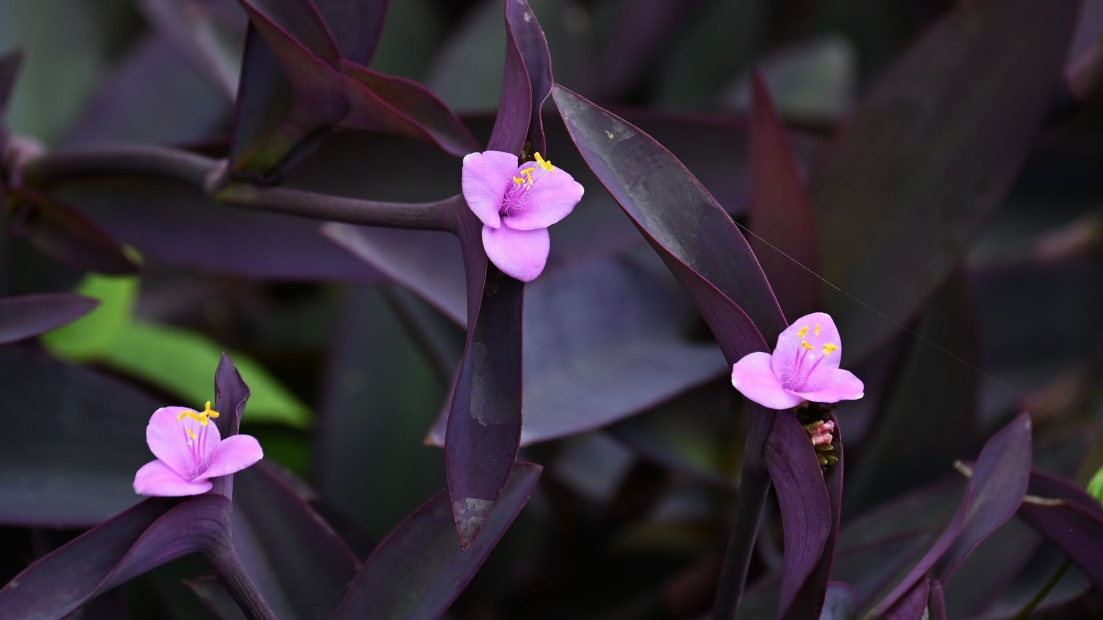 Tradescantia Pallida: The Purple Heart Wandering Jew - Epic Gardening