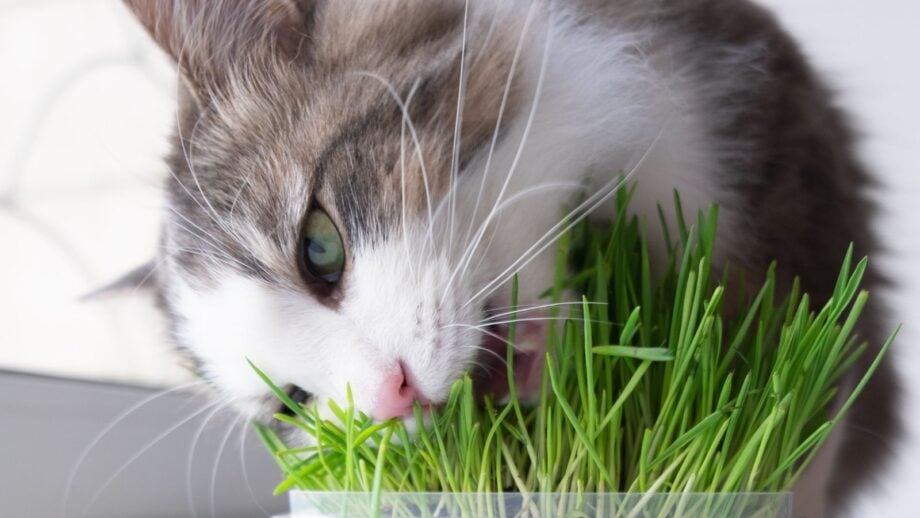 How to Plant and Grow Cat Grass