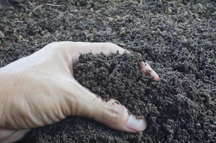 Someone using bare hand to harvest worm castings, appearing dark brown similar to soil, placed as a large pile