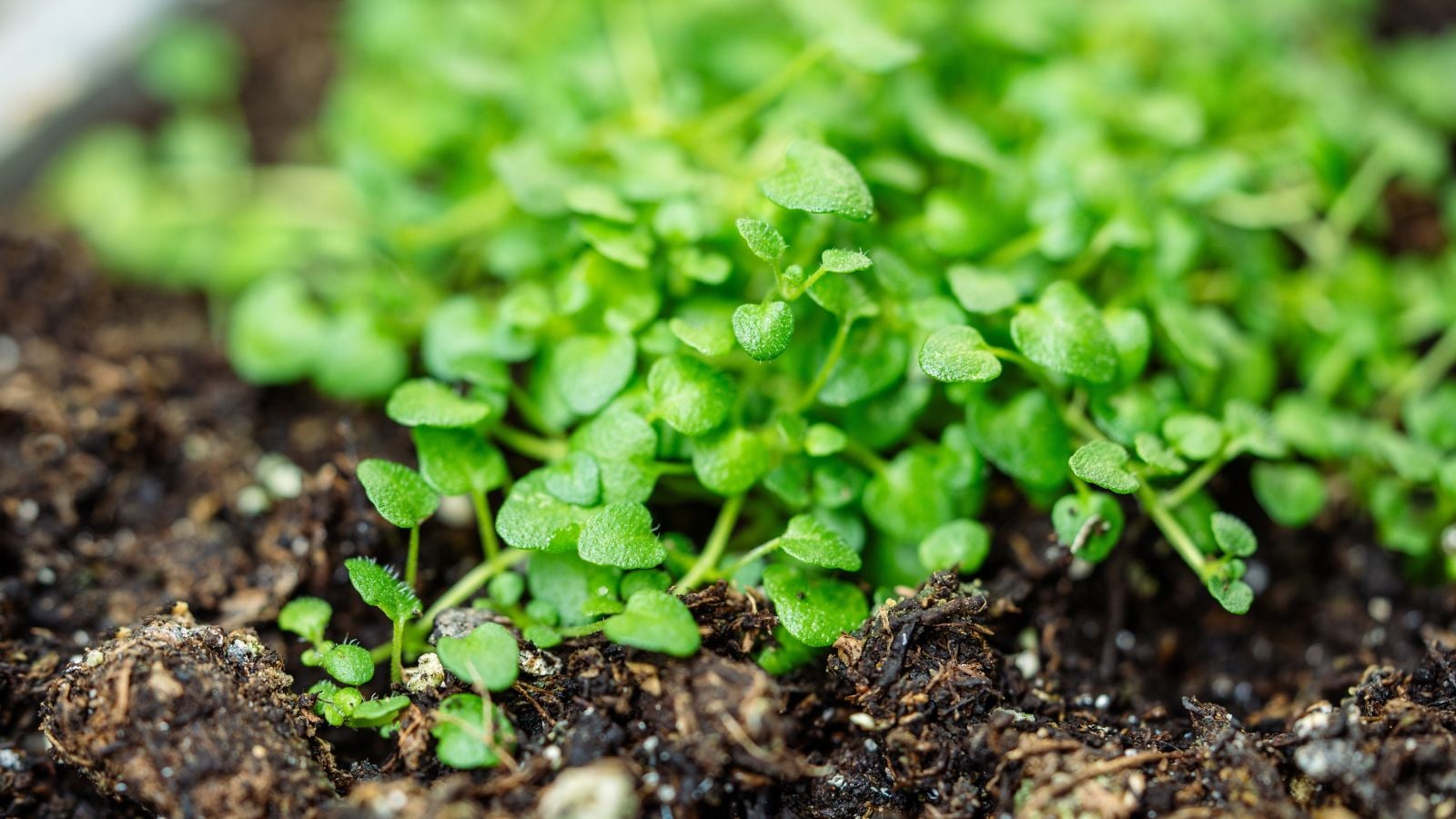 A bright green layer of Mentha requenii foliage having a vibrant green hue sitting on dark brown soil with organic material