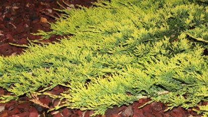 A close-up shot of a large composition of small leaves on low growing branches of a plant
