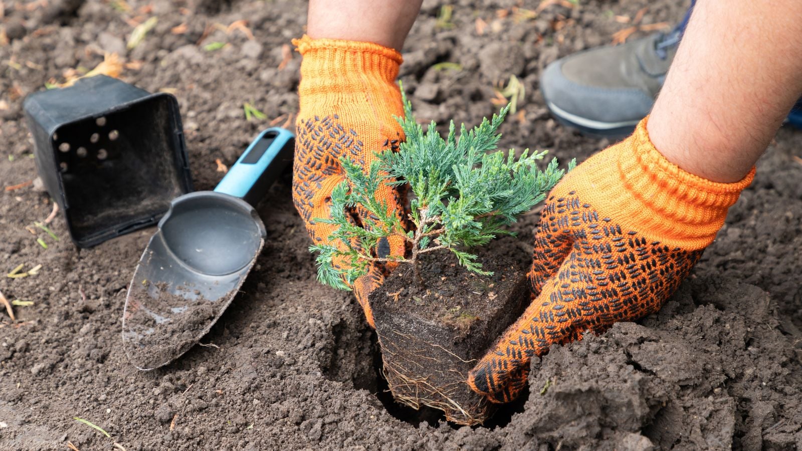 A close-up shot of a person in the process of transplanting a seedling of a low-growing plant