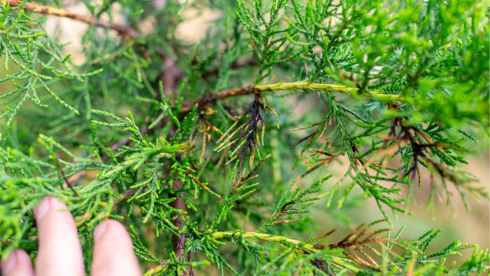 A close-up shot of a person's hands in the process of inspecting diseased leaves and branches of a sapling