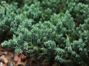 A close-up shot of green leaves on branches of the creeping juniper, growing near the ground in a well lit area outdoors
