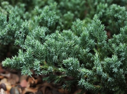 A close-up shot of green leaves on branches of the creeping juniper, growing near the ground in a well lit area outdoors