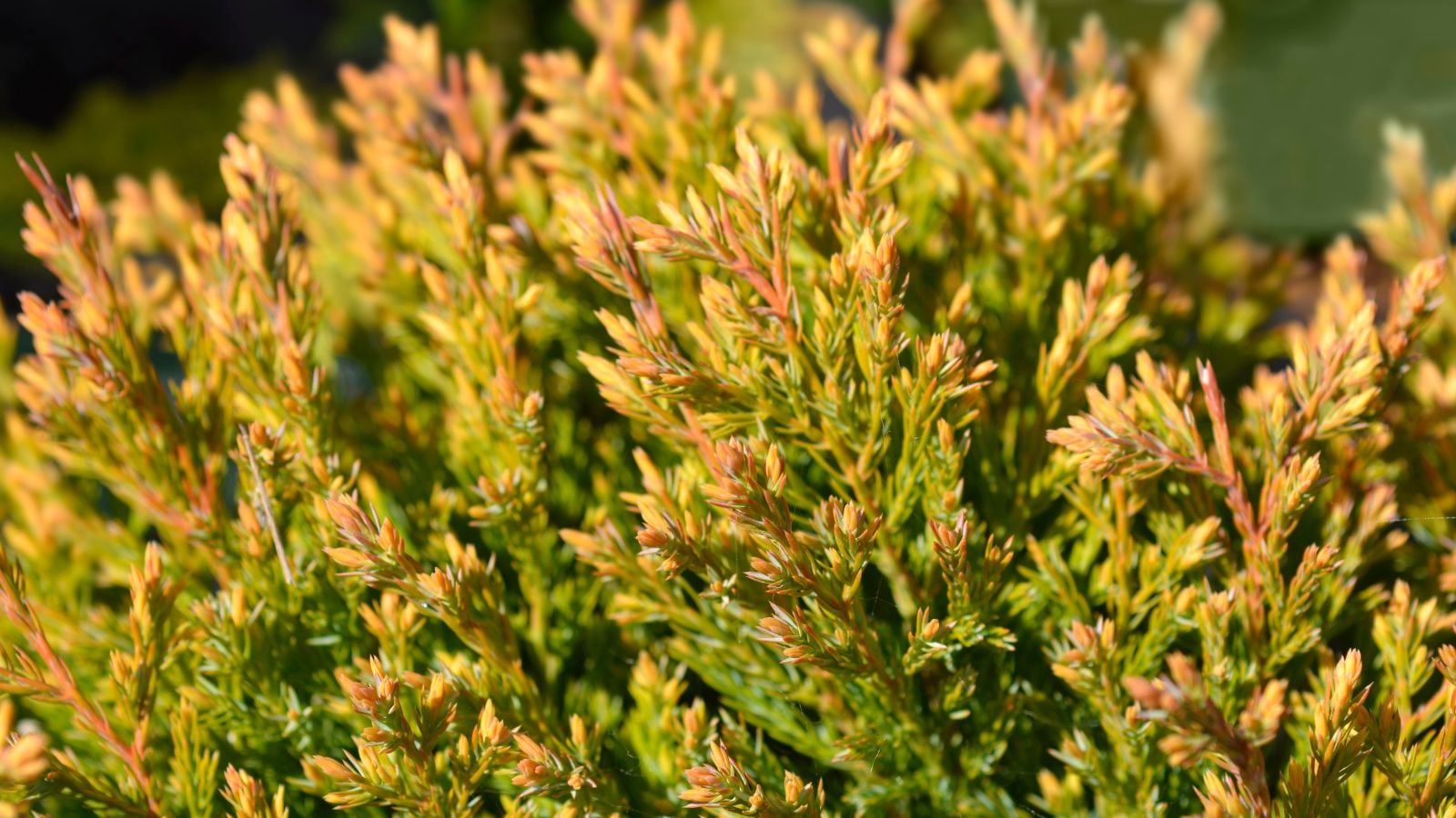 A close-up shot of yellow-green colored leaves of a cultivar of a low-growing plant, all basking in bright sunlight outdoors