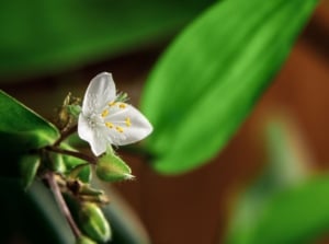 A closeup of the Wandering Jew plant's flower also called the Tradescantia Fluminensis, surrounded by vibrant green leaves