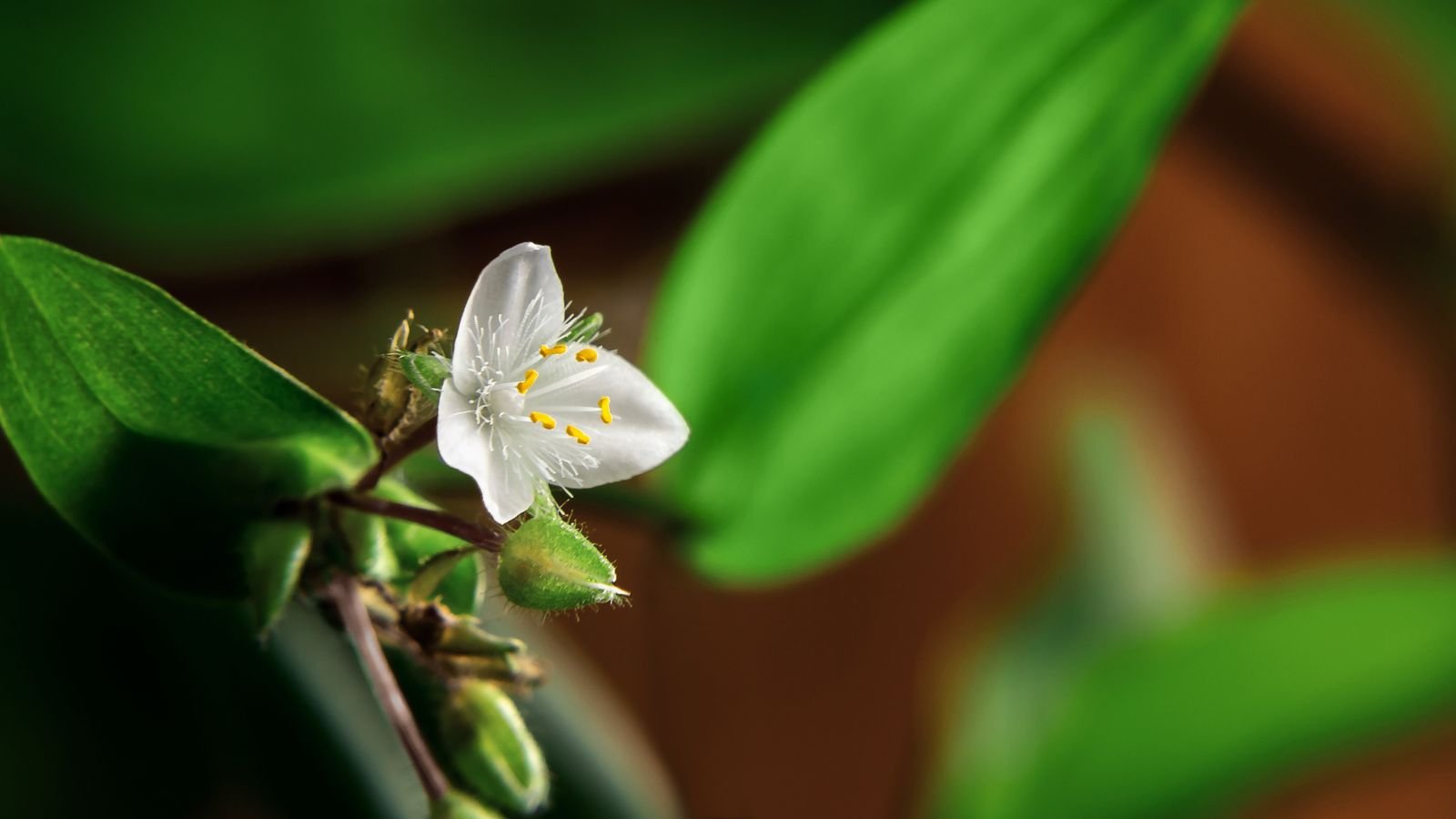 A closeup of the Wandering Jew plant's flower also called the Tradescantia Fluminensis, surrounded by vibrant green leaves