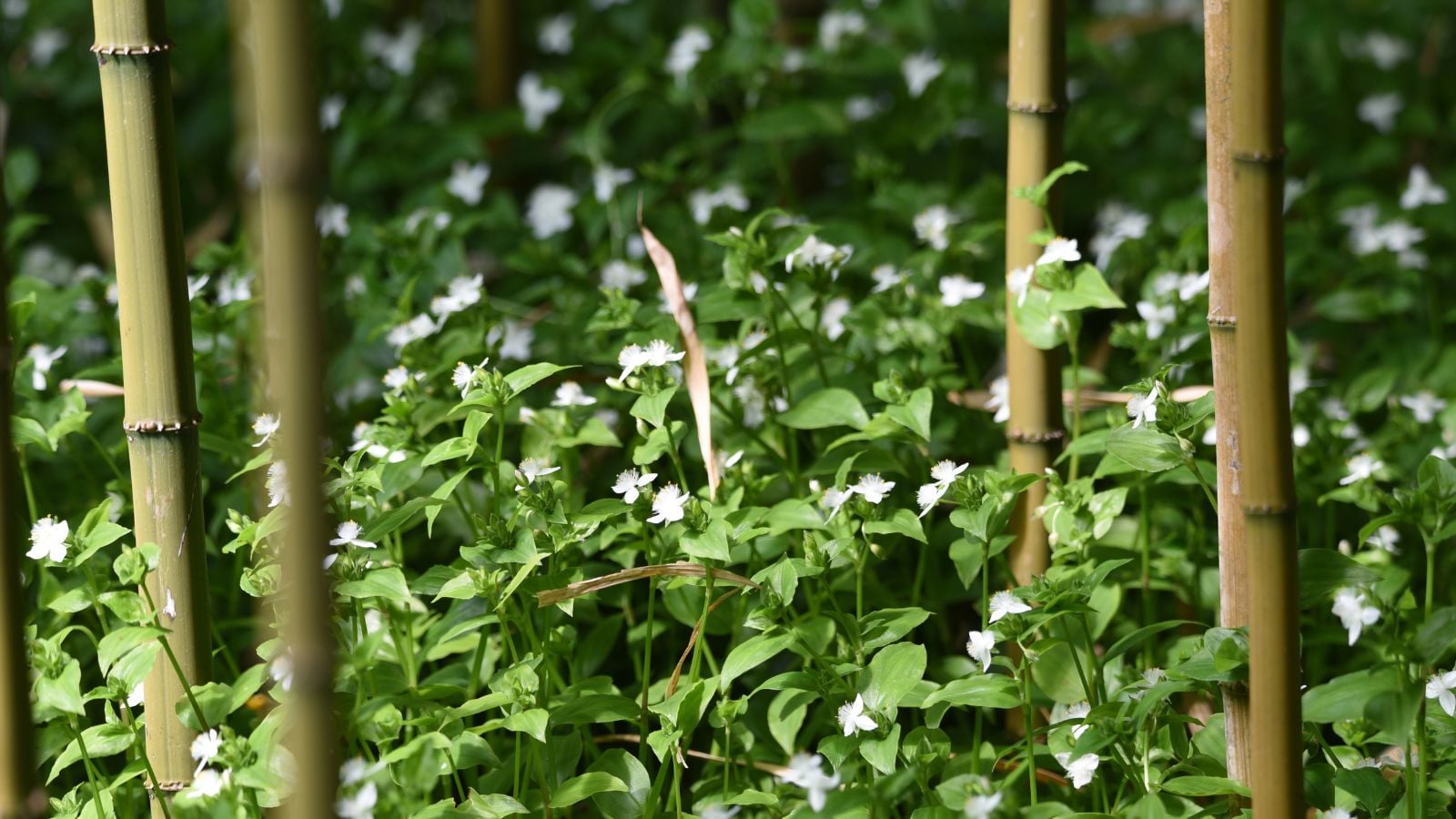 A green Tradescantia Fluminensis bush with countless white blooms having four poles that stand near it for support and protection