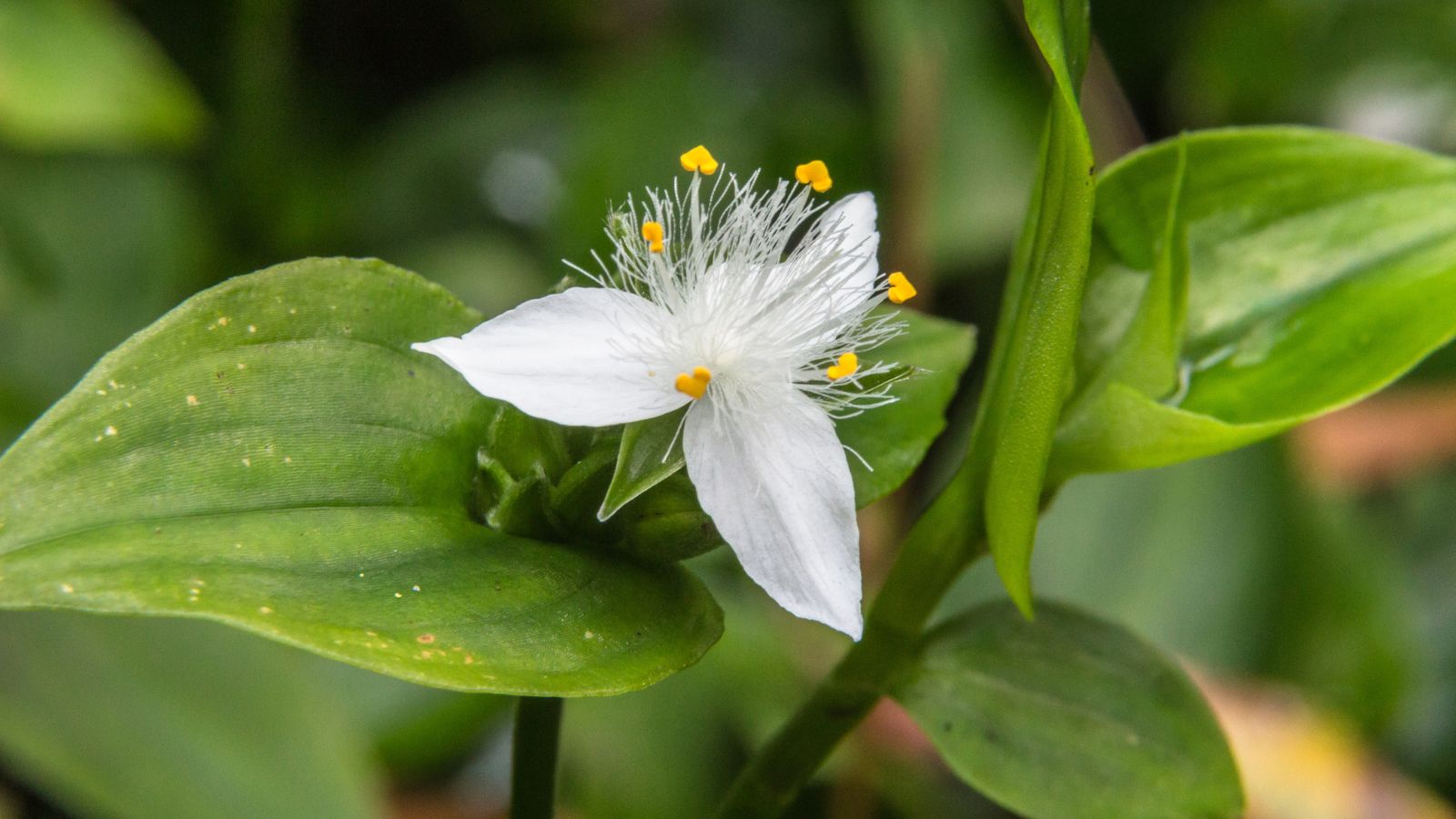 A healthy and sturdy Tradescantia Fluminensis having a single bloom with dainty and white petals surrounded by vibrant green leaves