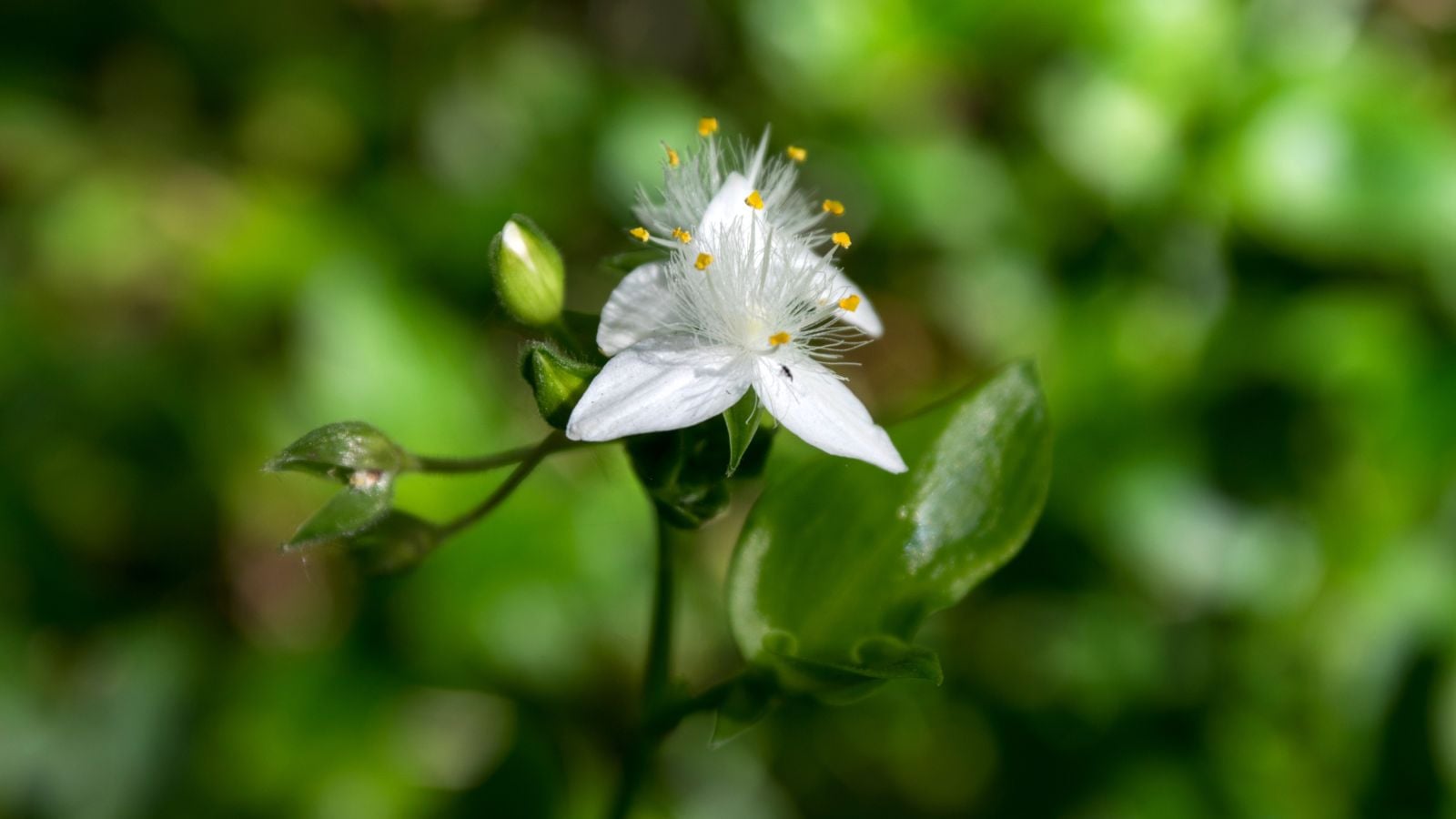 A single flower of the Tradescantia Fluminensis appearing to have white and soft petals with a prominent center