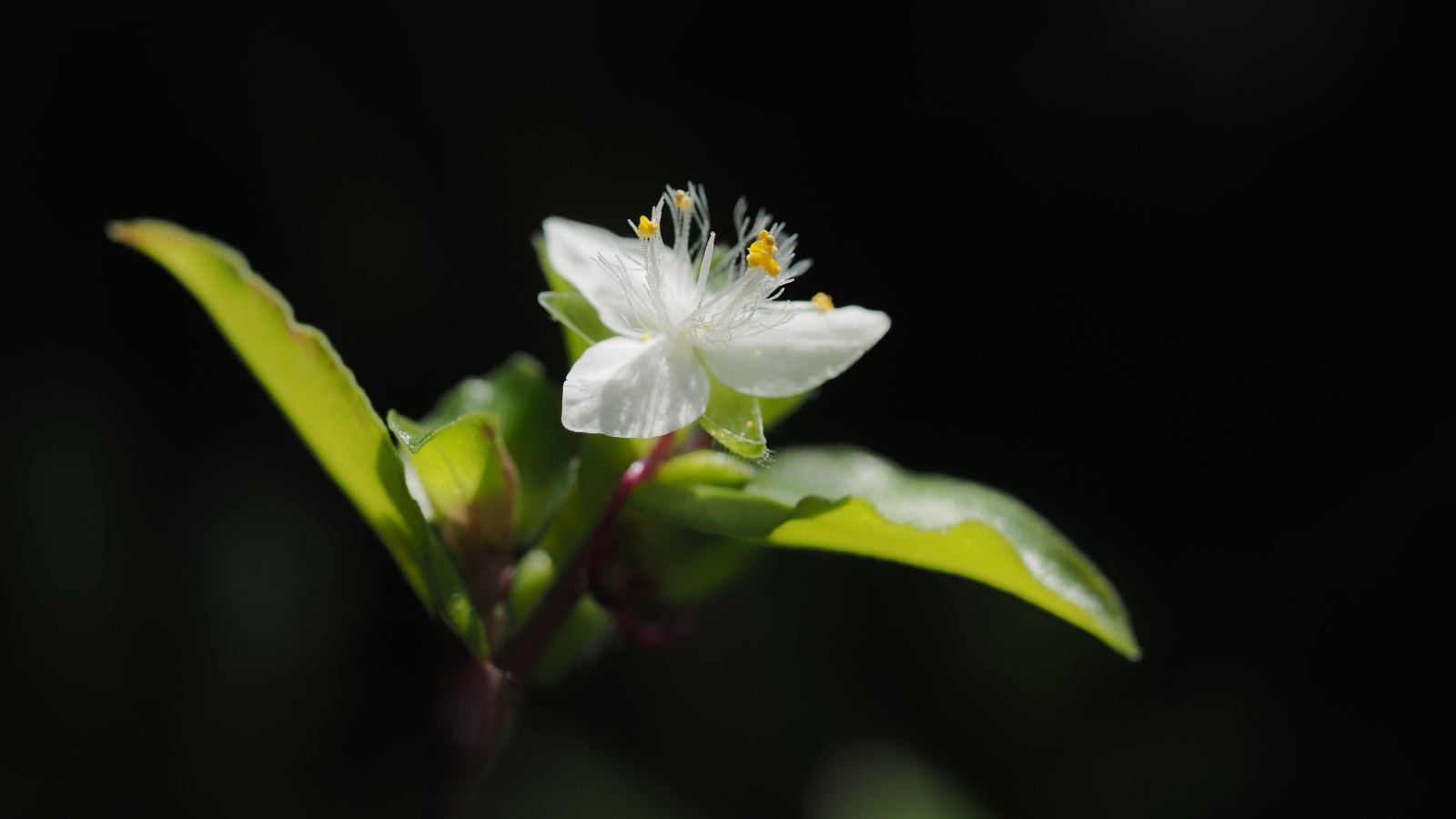 An isolated Tradescantia Fluminensis flower, appearing to have a unique shape with pure white color attached to green leaves
