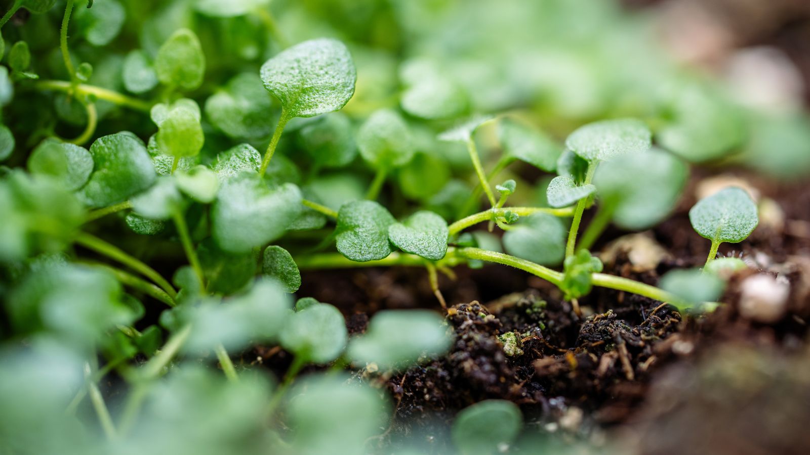 Mentha requenii with round green, waxy leaves, having thin green stems sitting on dark brown soil that looks damp