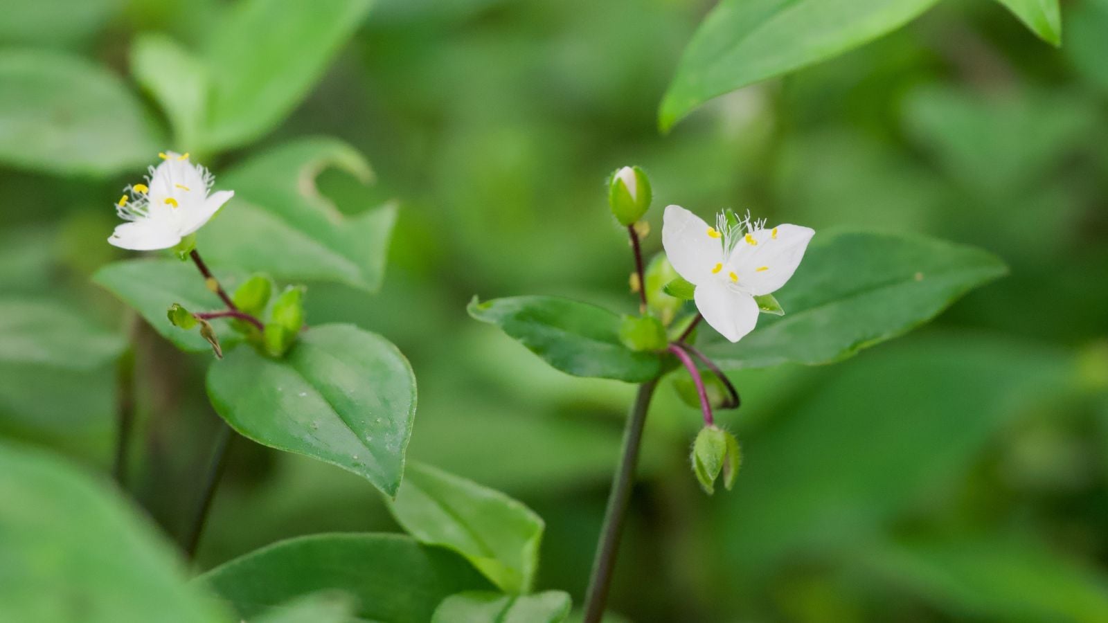 Tradescantia Fluminensis with white blooms appearing dainty and soft surrounded by vivid green leaves that look textured