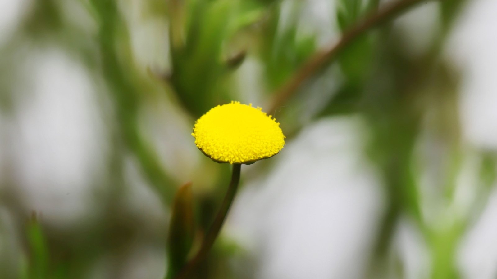 A single bright yellow flower head of Cotula coronopifolia perched on a thin green stem surrounded by delicate foliage.