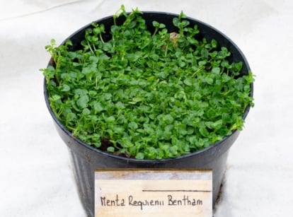 corsican mint in a black pot, appearing to have tiny rounded green leaves that look waxy and smooth